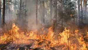 Lee más sobre el artículo Incendios forestales y cambio climático.
